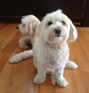 house-sitting-Sydney